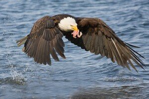 Alaska Bald Eagles
