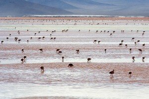sal de-uyuni_andean-flamingos