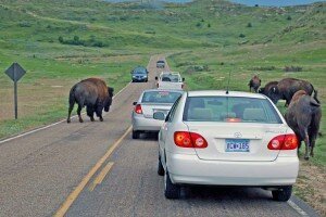 Bison on the road