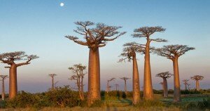 baobab_trees_in_morondava_madagascar_1_hero