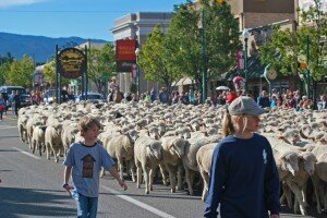 sheep-parade-8-1024x685