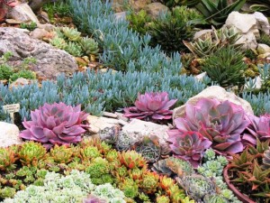 ShermanSucculents6398