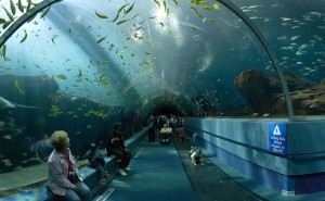 1280px-Georgia_Aquarium_-_Ocean_Voyager_Tunnel_Jan_2006