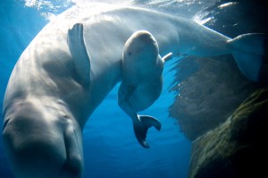 Shedd Beluga Birth