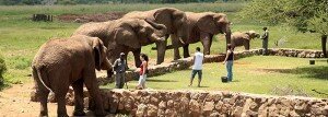 Elephant-Interaction