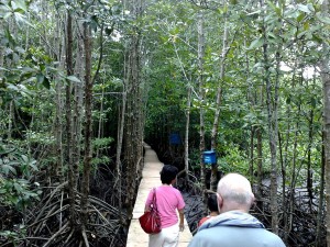 1024px-Mandrove_Trail_at_Peam_Krasop_Wildlife_Sanctuary