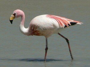 sal de James_Flamingo