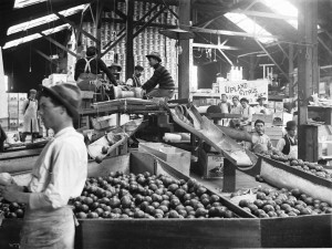 Interior_of_citrus_packing_house,_Ontario,_ca.1905_(CHS-1677)