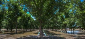 summer-orchard-watering