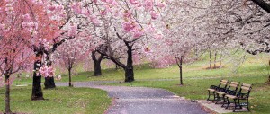 cherry-blossoms