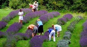 lavender-pickers